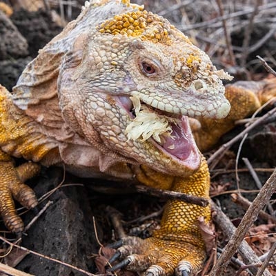Galápagos land iguana