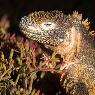 Galapagos land iguana