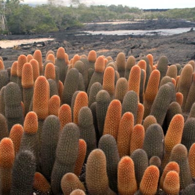 Lava cactus