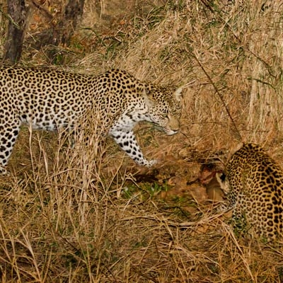 Leopards