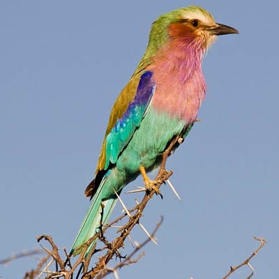 Lilac-breasted Roller