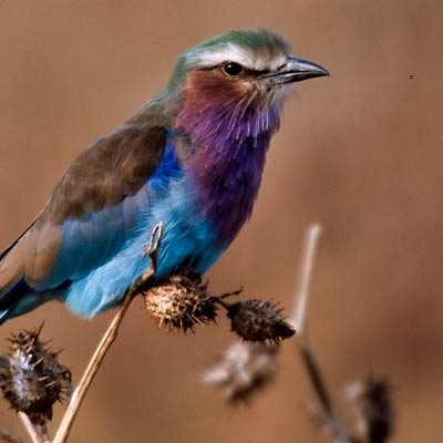 Lilac-breasted Roller