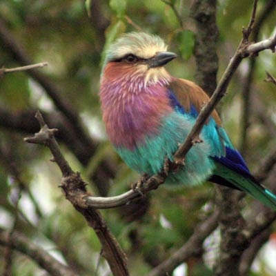 Lilac-breasted Roller