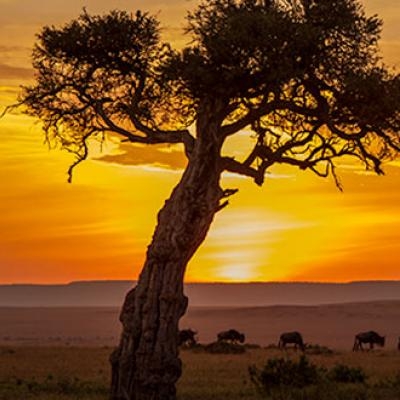 Sunset in the bush