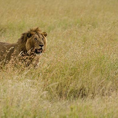Lion in Ngorongoro Conservation Area