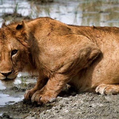 Lion at watering hole