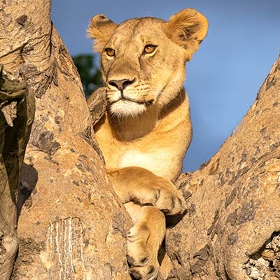 Lion in tree