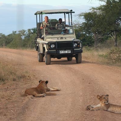 Safari vehicle approaching lions