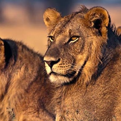 Lions in the sunrise