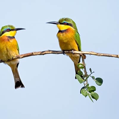 Little Bee-eaters