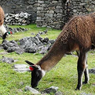 Llama