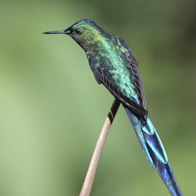 Long-tailed Sylph