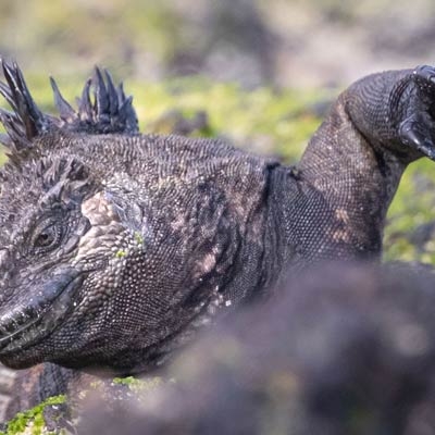 Marine iguana