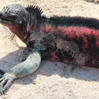 Marine iguana on Española Island