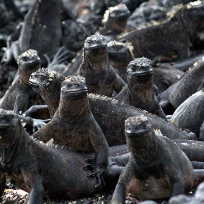 Marine iguanas