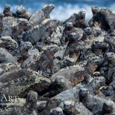 Marine iguanas