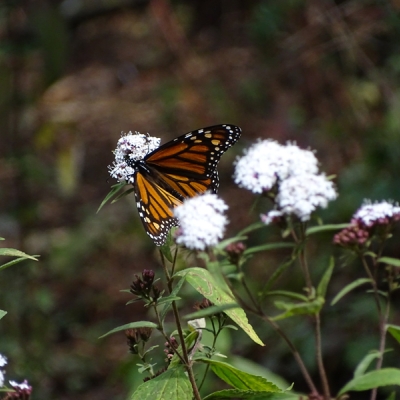 Monarch