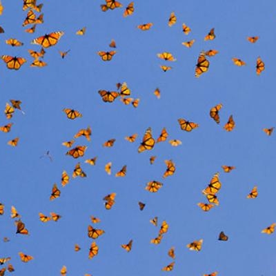 Monarchs in flight