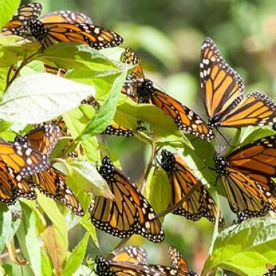 Monarchs at Sierra Chincua
