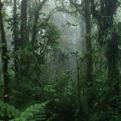 Monteverde Cloud Forest