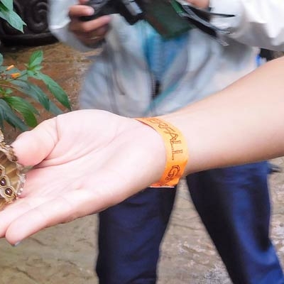 Morpho butterfly