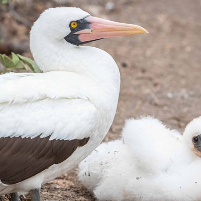Nazca Booby with chick
