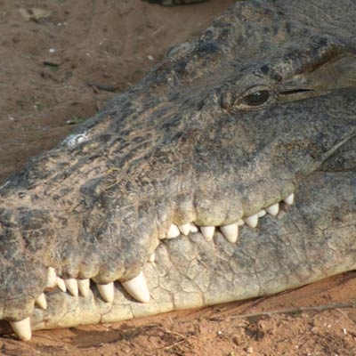 Nile crocodile