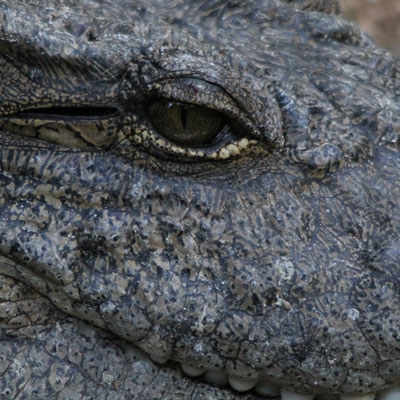 Nile crocodile