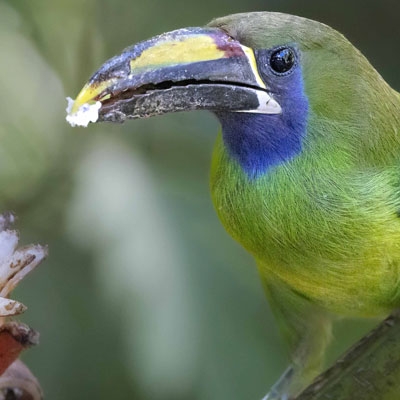 Northern Emerald-Toucanet