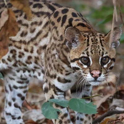 Ocelot
