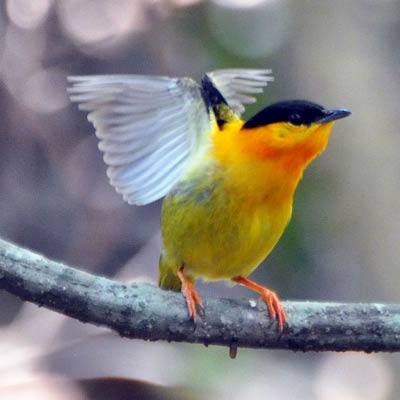 Orange-collared Manakin