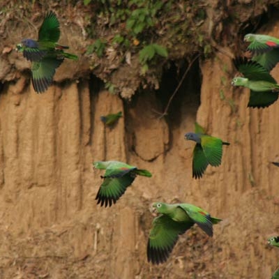Parrot Clay Lick