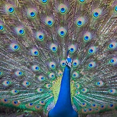 Male peacock displaying
