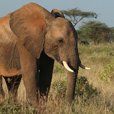Elephant