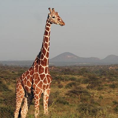 Giraffe