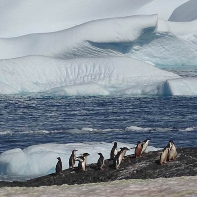 Adélie Penguins in the Antarctic landscape