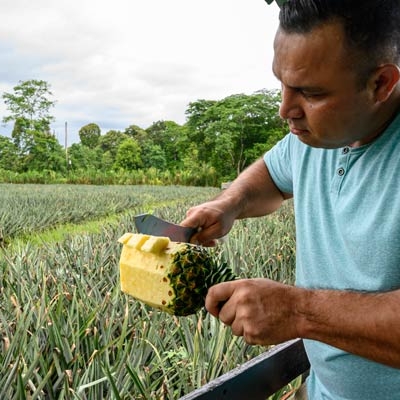 Pineapple farm tour