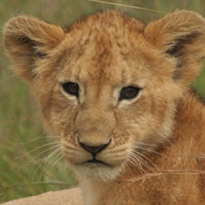 Lion cub