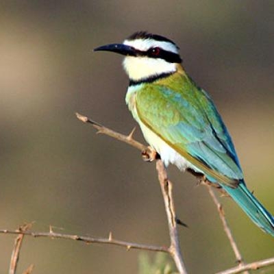 White-throated Bee-eater