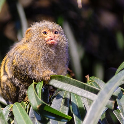 Pygmy marmoset