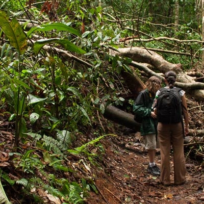 Rainforest nature hike
