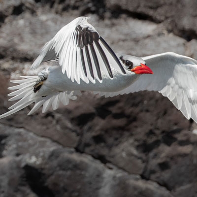 Red-billed Tropicbird