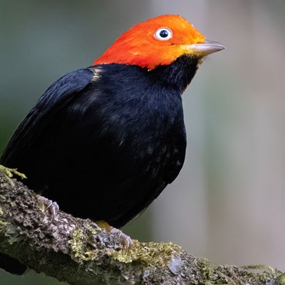 Red-capped Manakin