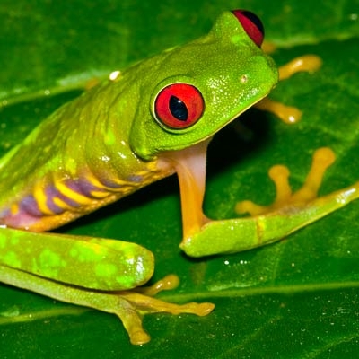 Red-eyed tree frog