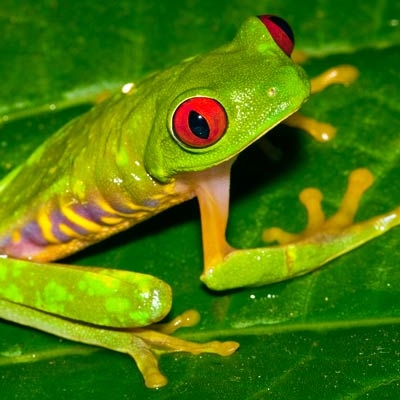Red-eyed tree frog