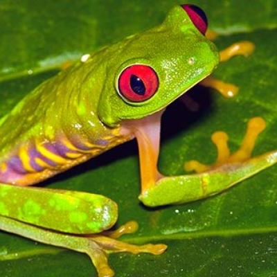 Red-eyed Tree Frog