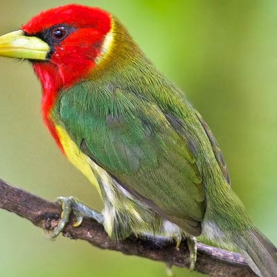 Red-headed Barbet in Mirador Río Blanco