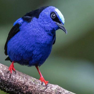 Red-legged Honeycreeper