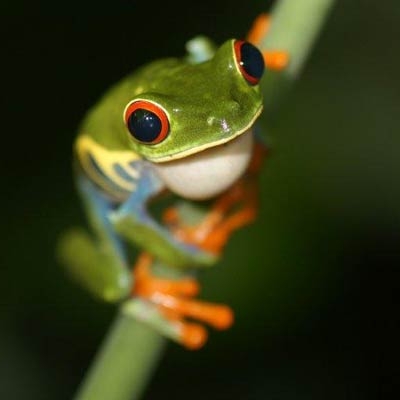 Red-eyed tree frog