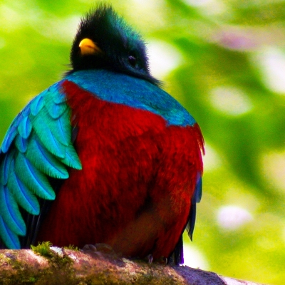 Resplendent Quetzal